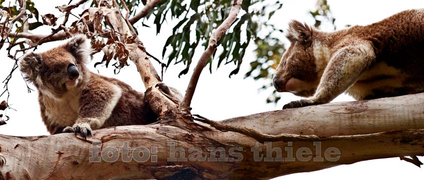 Koala verteidigt sein Nahrungsrevier