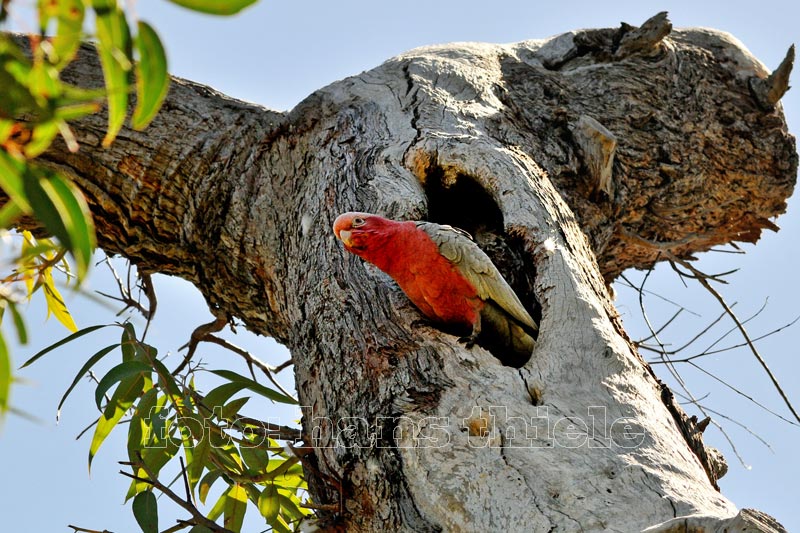 Rosakakadu am Nest, einer Baumhöhle