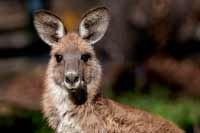 New-South-Wales: Kaenguru