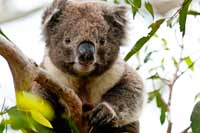 Victoria: Koala